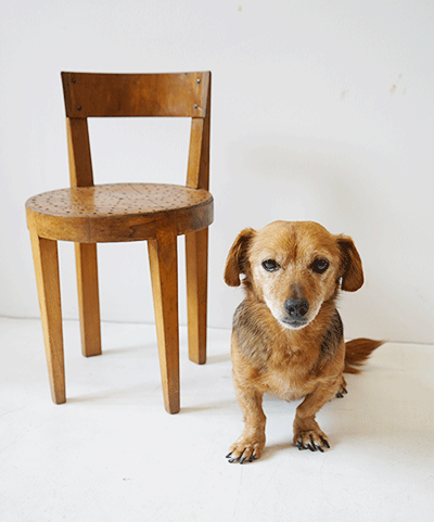 Hund mit Kinderstuhl